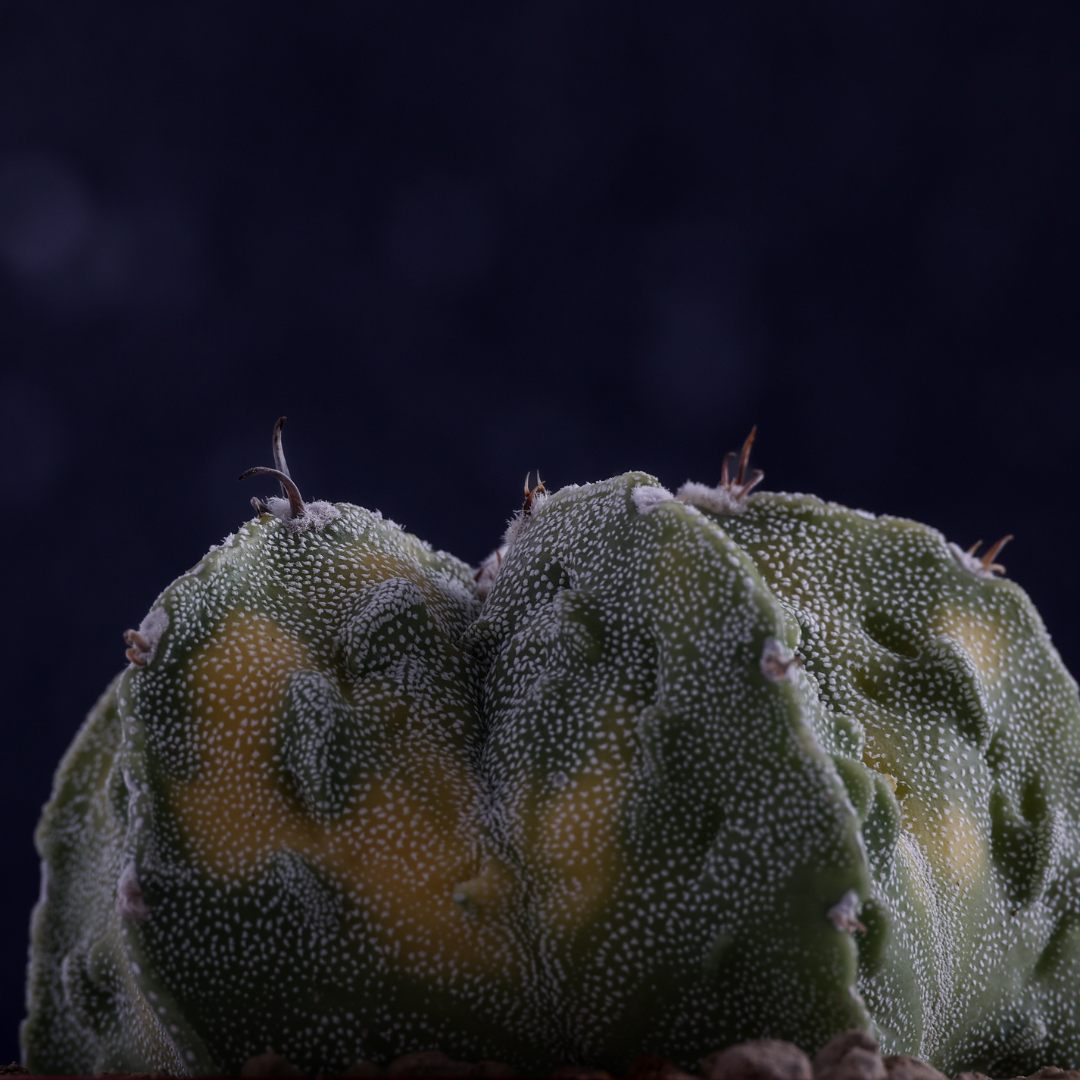 Astrophytum ornatum x Fukuryu variegato Ø 10,5 cm