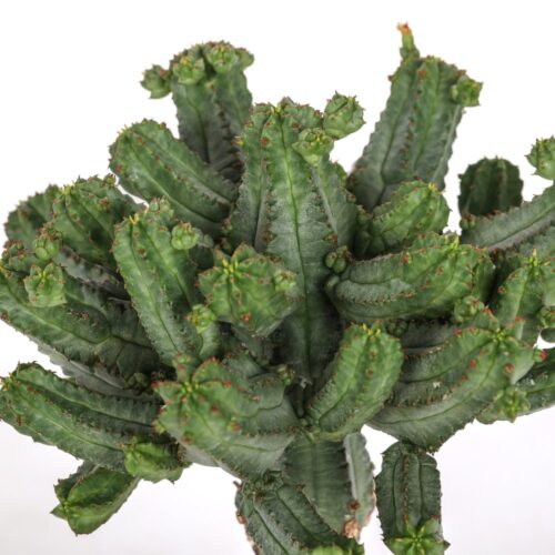Euphorbia tubiglans Ø 12 cm