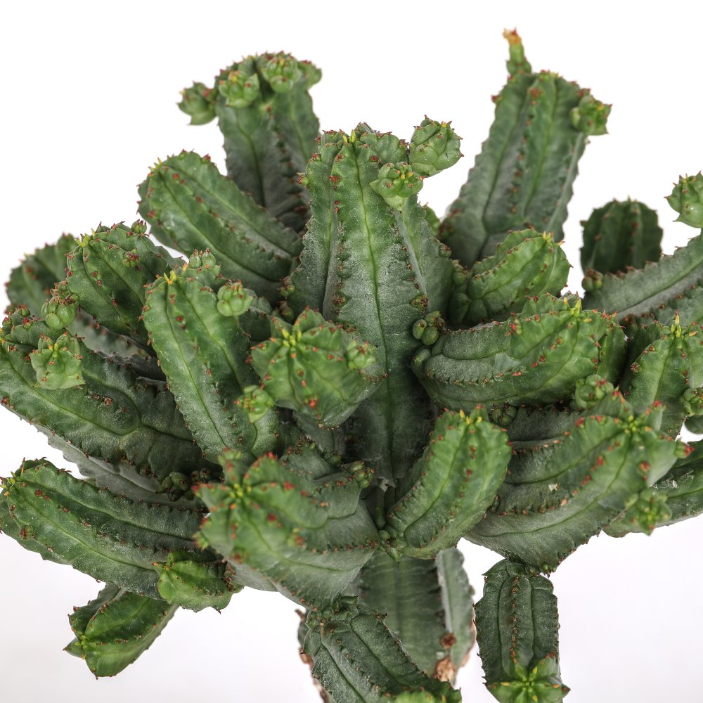 Euphorbia tubiglans Ø 12 cm