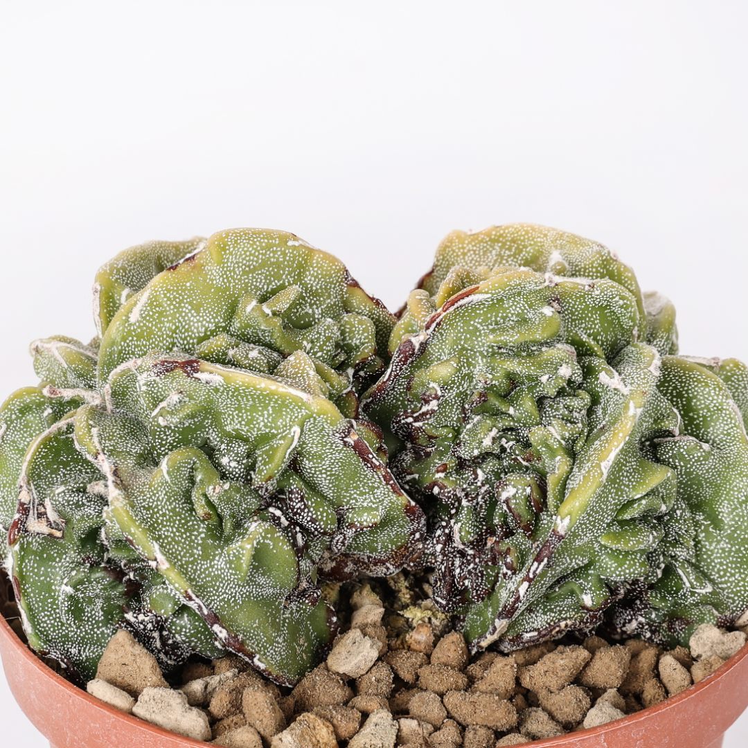 Astrophytum myriostigma Fukuryu Ø 10,5 cm