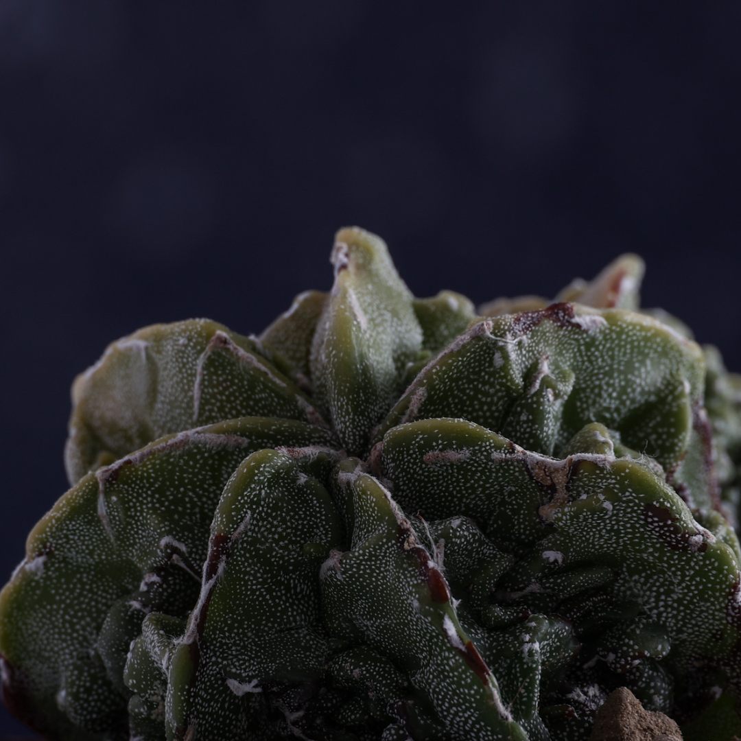 Astrophytum myriostigma Fukuryu Ø 10,5 cm