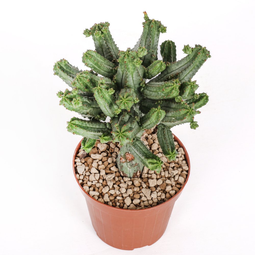 Euphorbia tubiglans Ø 12 cm