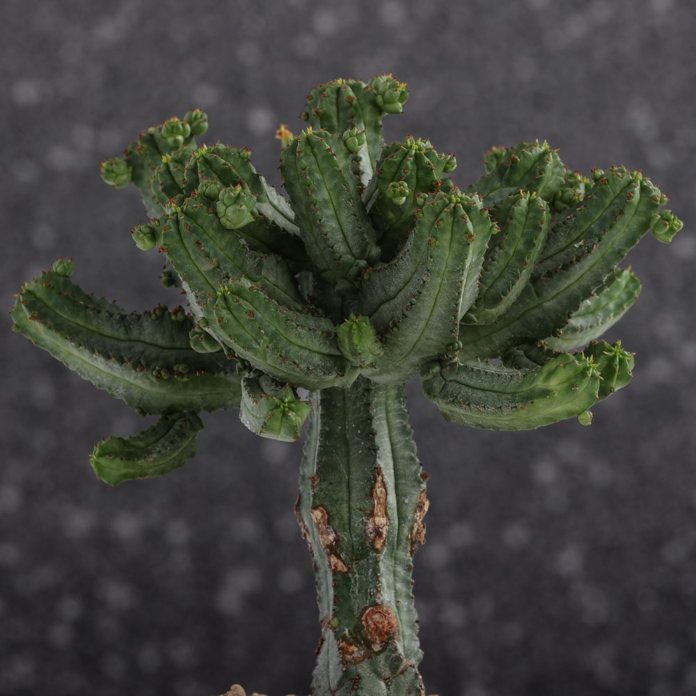Euphorbia tubiglans Ø 12 cm