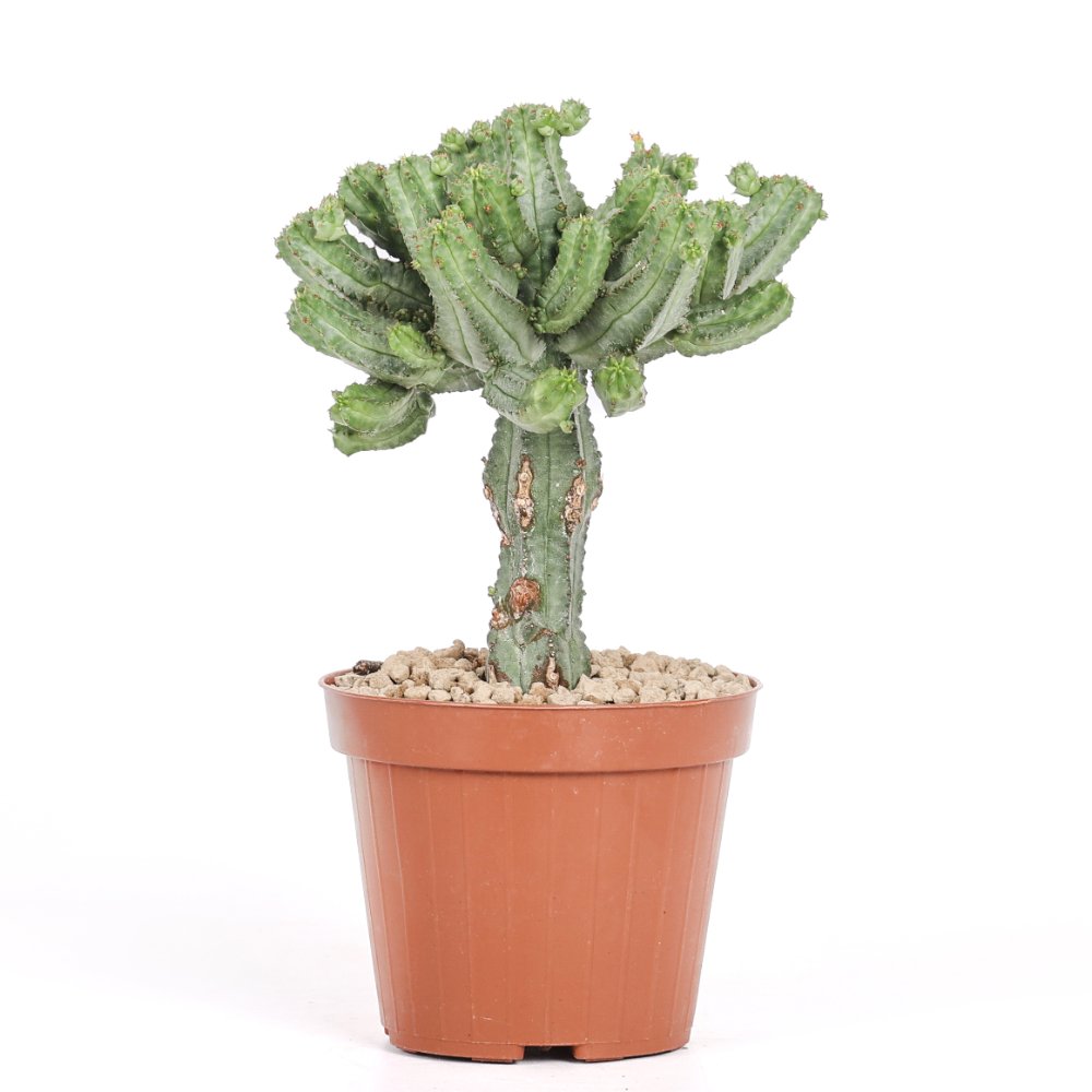 Euphorbia tubiglans Ø 12 cm