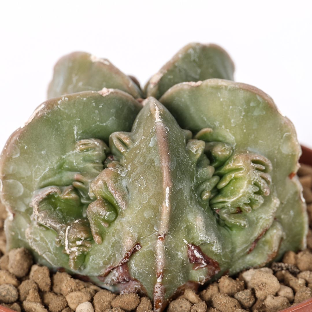 Astrophytum myriostigma Fukuryu Ø 10,5 cm
