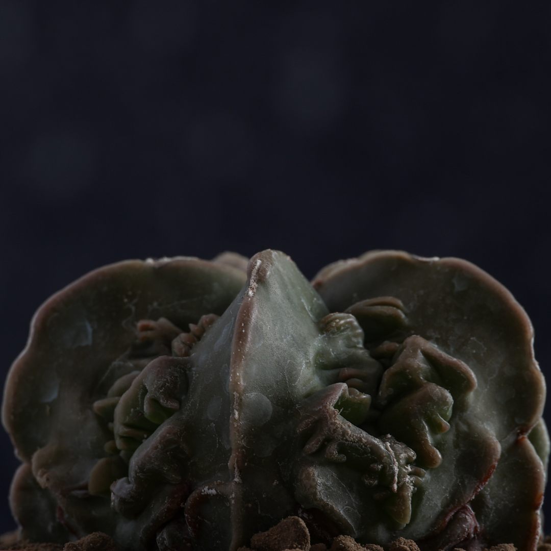 Astrophytum myriostigma Fukuryu Ø 10,5 cm
