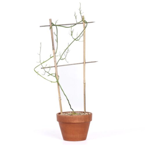 Bowiea volubilis Ø 17 cm