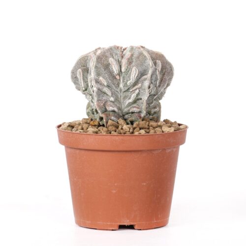 Astrophytum myriostigma Fukuryu Haku-Jo Ø 10,5 cm