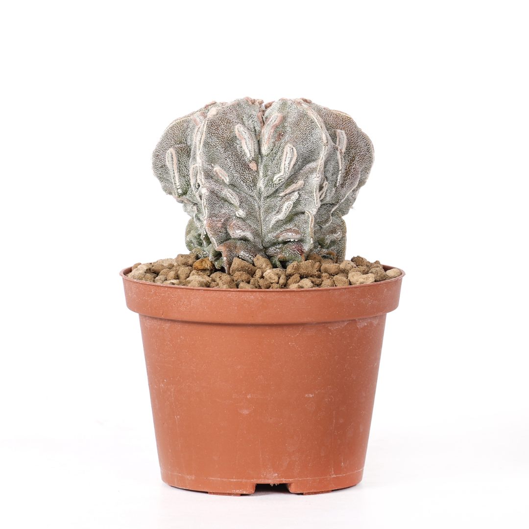 Astrophytum myriostigma Fukuryu Haku-Jo Ø 10,5 cm
