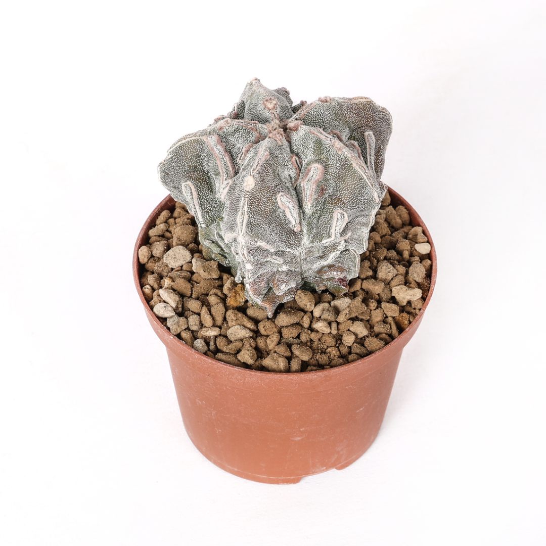 Astrophytum myriostigma Fukuryu Haku-Jo Ø 10,5 cm