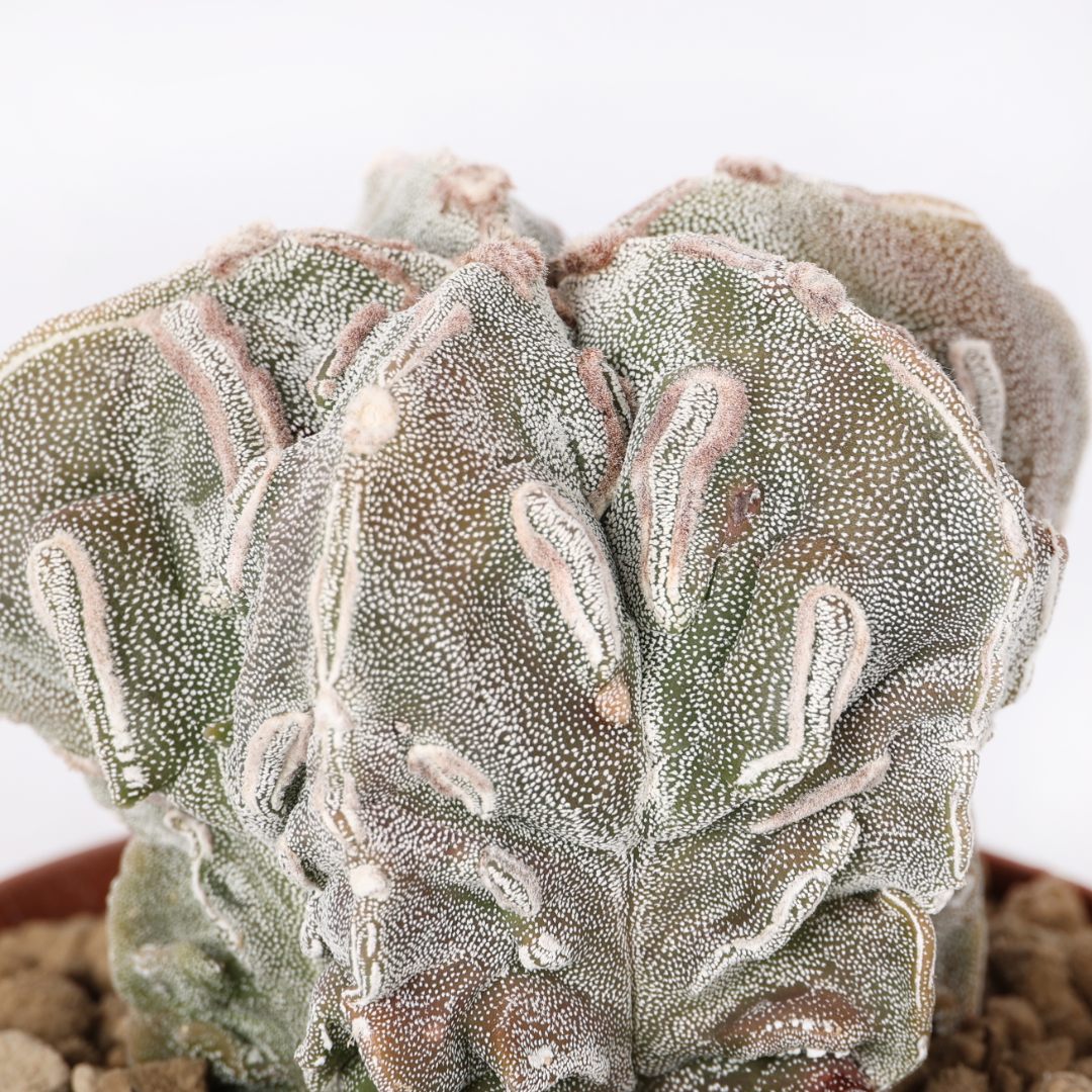 Astrophytum myriostigma Fukuryu Haku-Jo Ø 10,5 cm