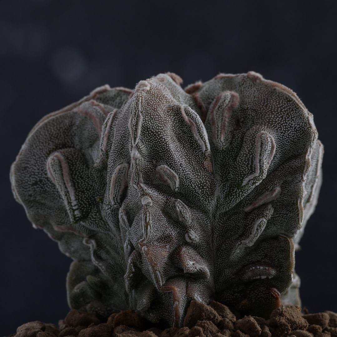 Astrophytum myriostigma Fukuryu Haku-Jo Ø 10,5 cm