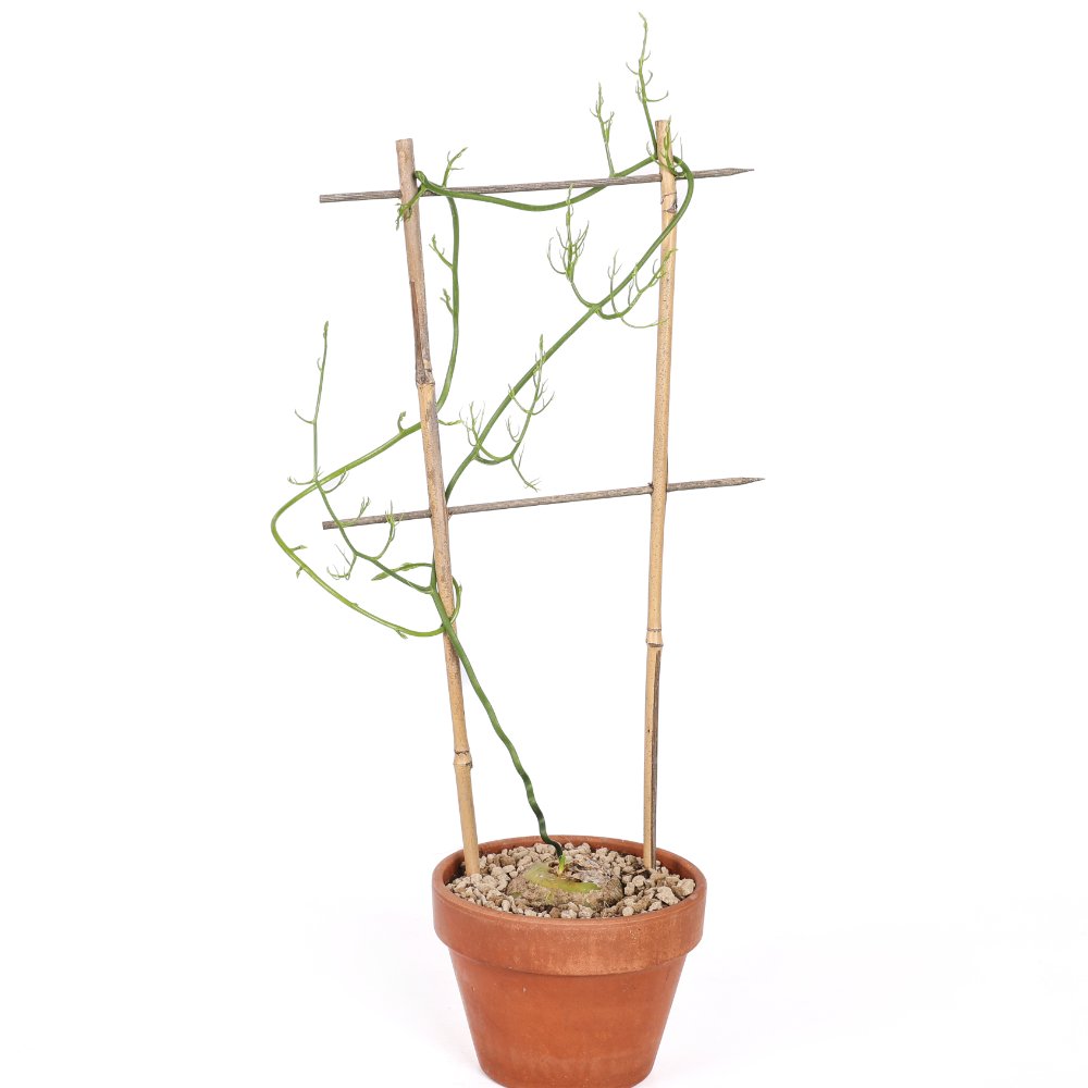 Bowiea volubilis Ø 17 cm