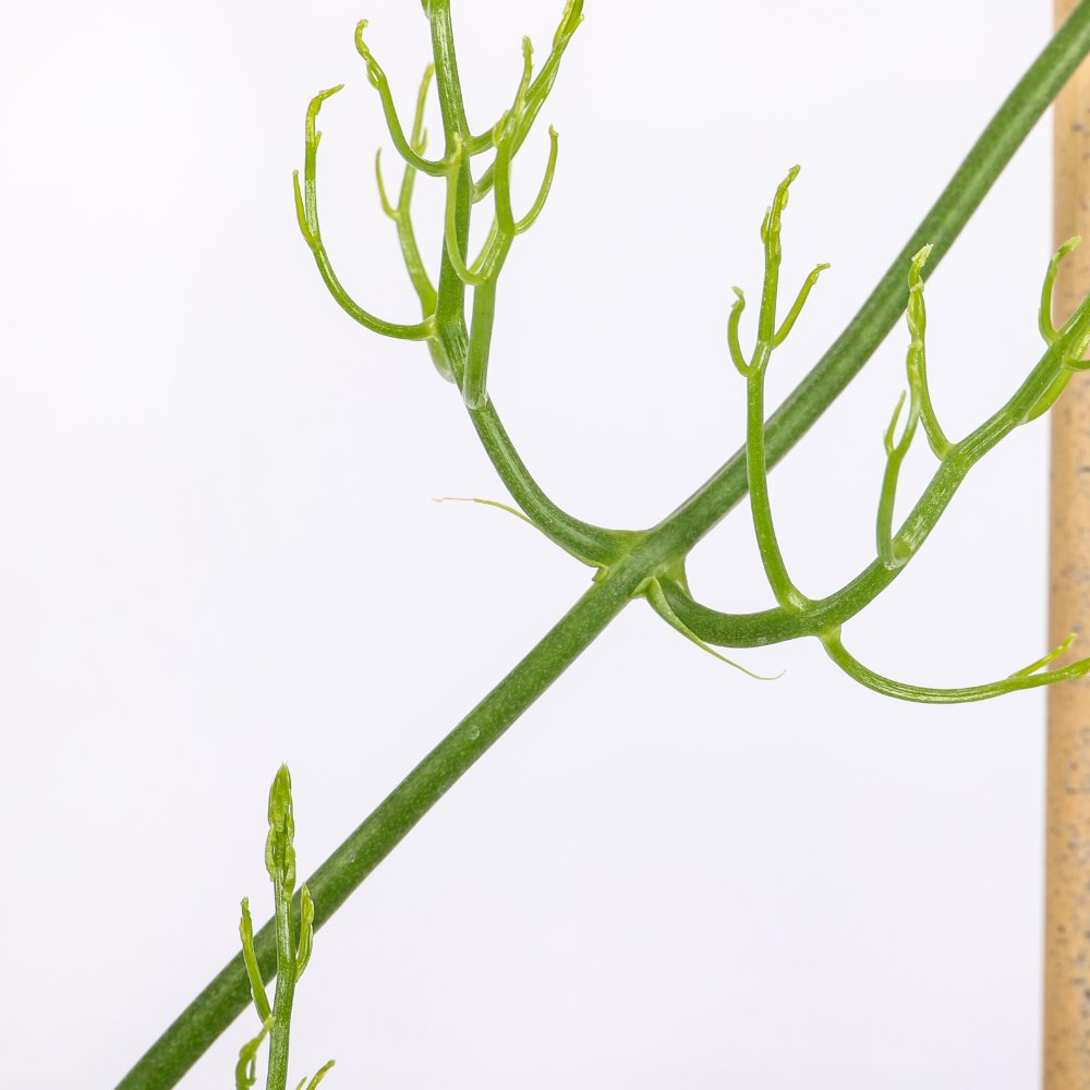Bowiea volubilis Ø 17 cm