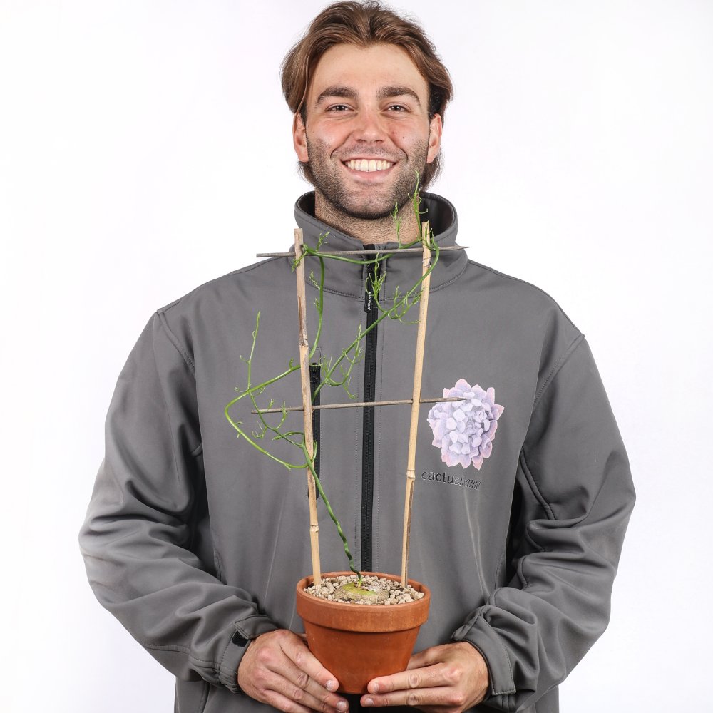 Bowiea volubilis Ø 17 cm