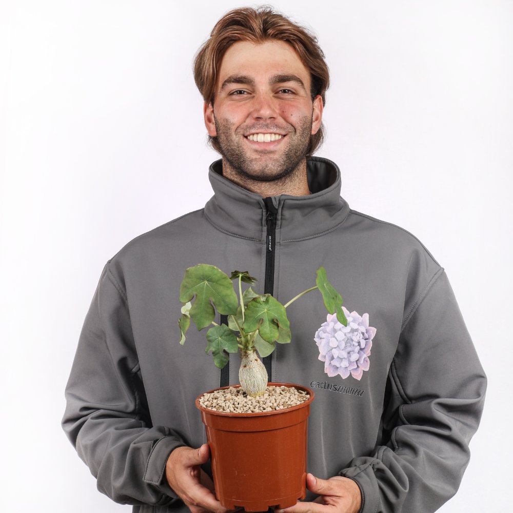 Jatropha podagrica Ø 17 cm