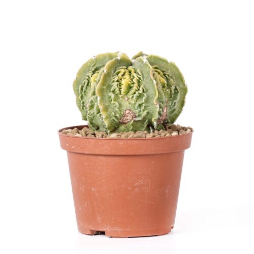 Astrophytum myriostigma Fukuryu variegato Ø 10,5 cm