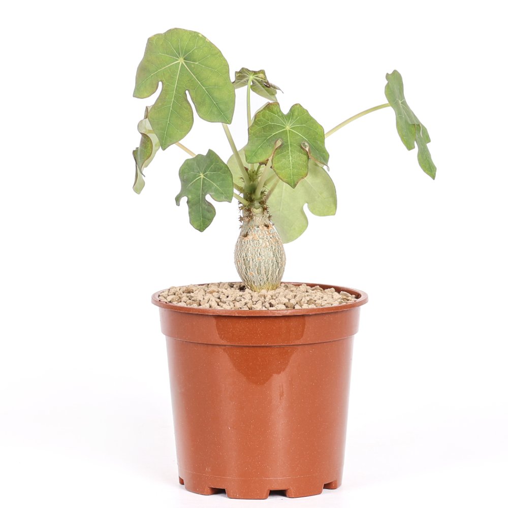 Jatropha podagrica Ø 17 cm