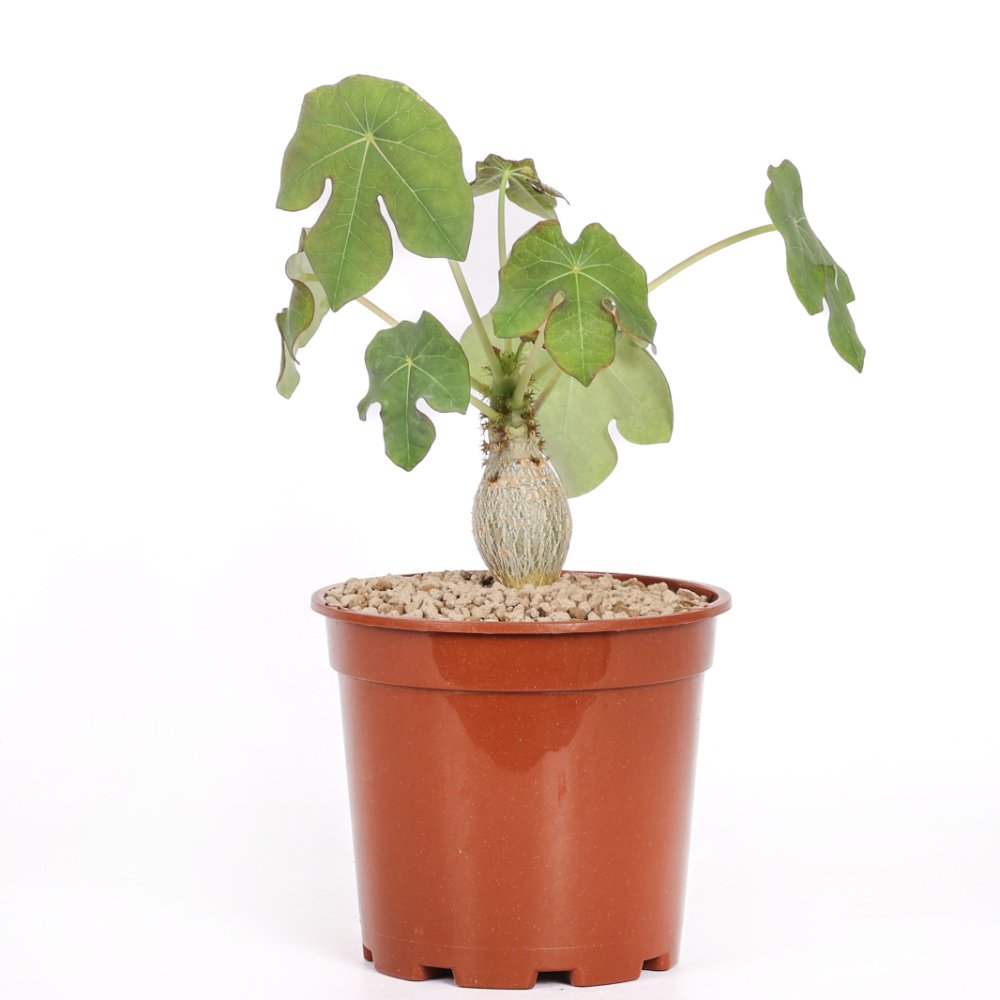 Jatropha podagrica Ø 17 cm