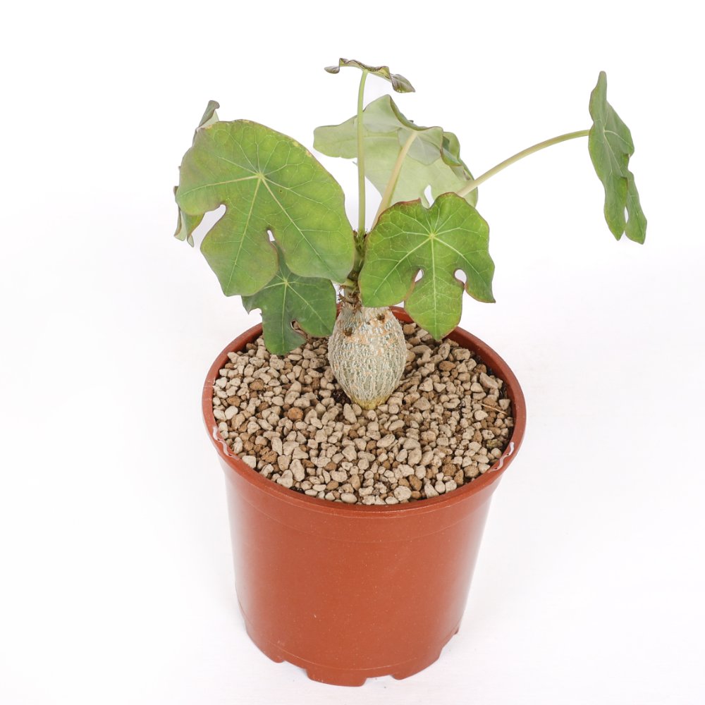 Jatropha podagrica Ø 17 cm