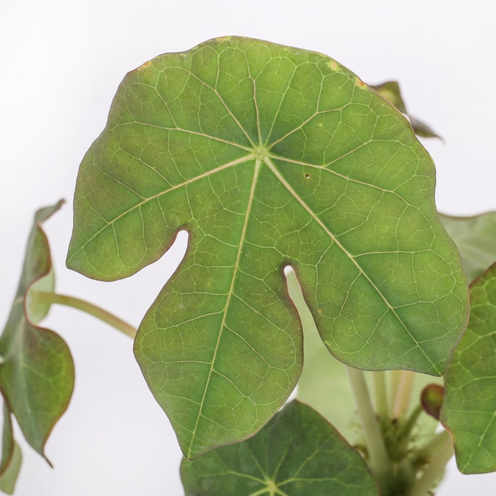 Jatropha podagrica Ø 17 cm