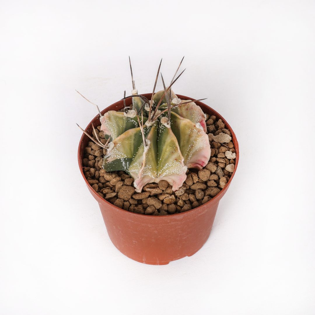 Astrophytum capricorne variegato Ø 10,5 cm