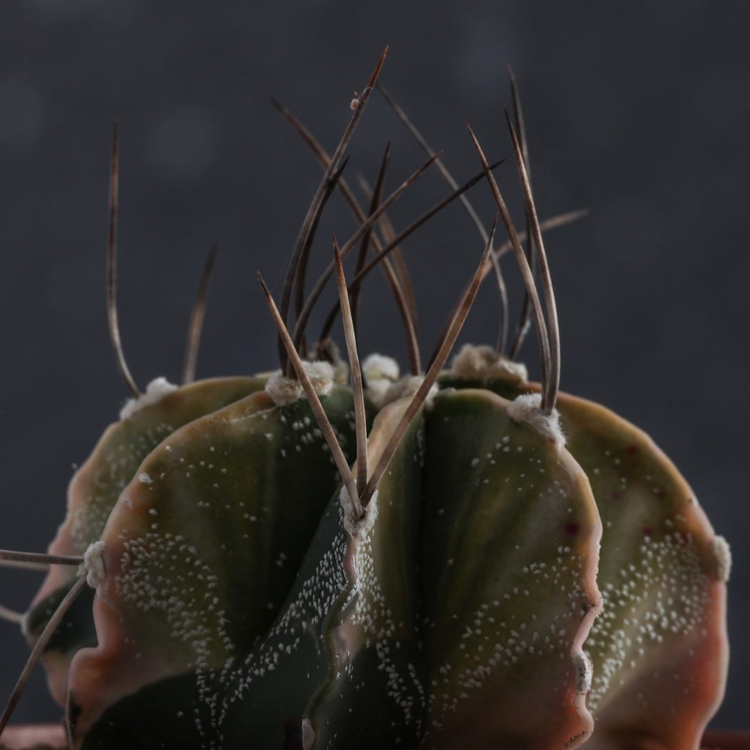 Astrophytum capricorne variegato Ø 10,5 cm