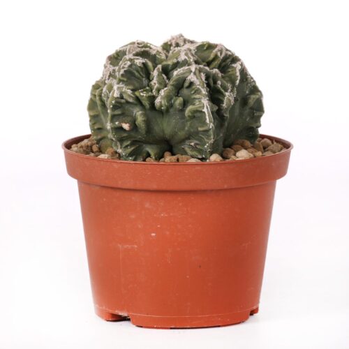 Astrophytum myriostigma Fukuryu mostruoso Ø 10,5 cm