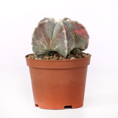 Astrophytum myriostigma Fukuryu variegato Ø 10,5 cm