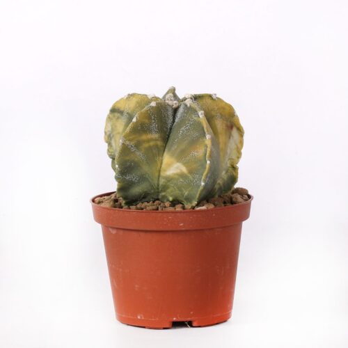 Astrophytum myriostigma nudum variegato Ø 10,5 cm