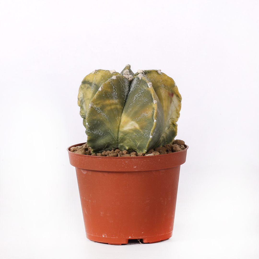 Astrophytum myriostigma nudum variegato Ø 10,5 cm