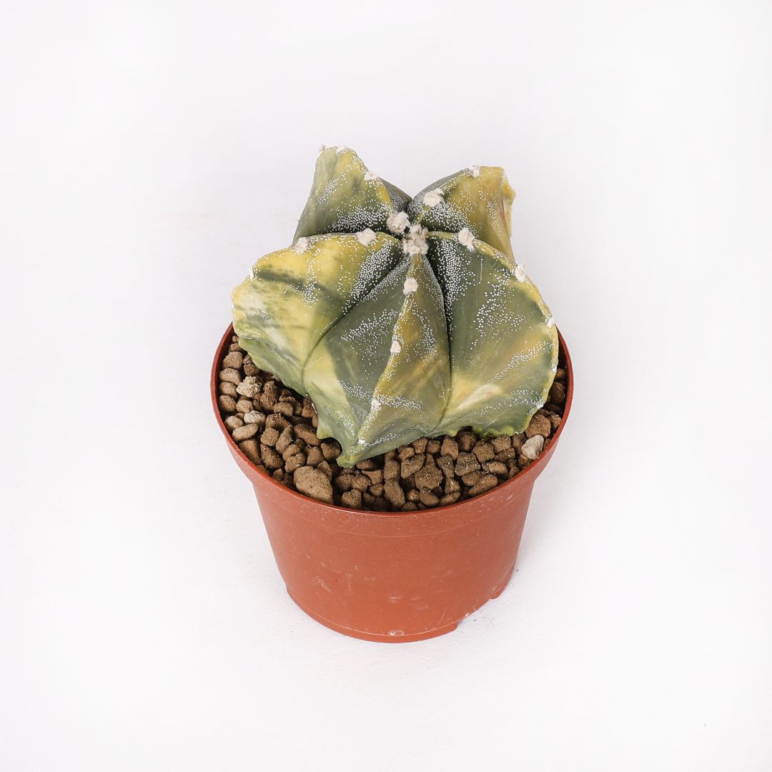 Astrophytum myriostigma nudum variegato Ø 10,5 cm