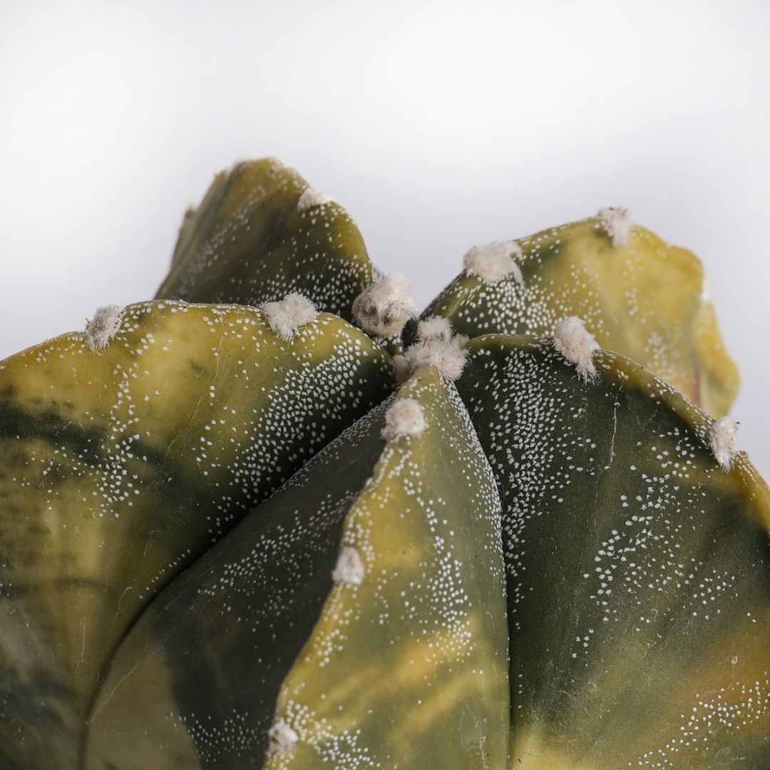 Astrophytum myriostigma nudum variegato Ø 10,5 cm