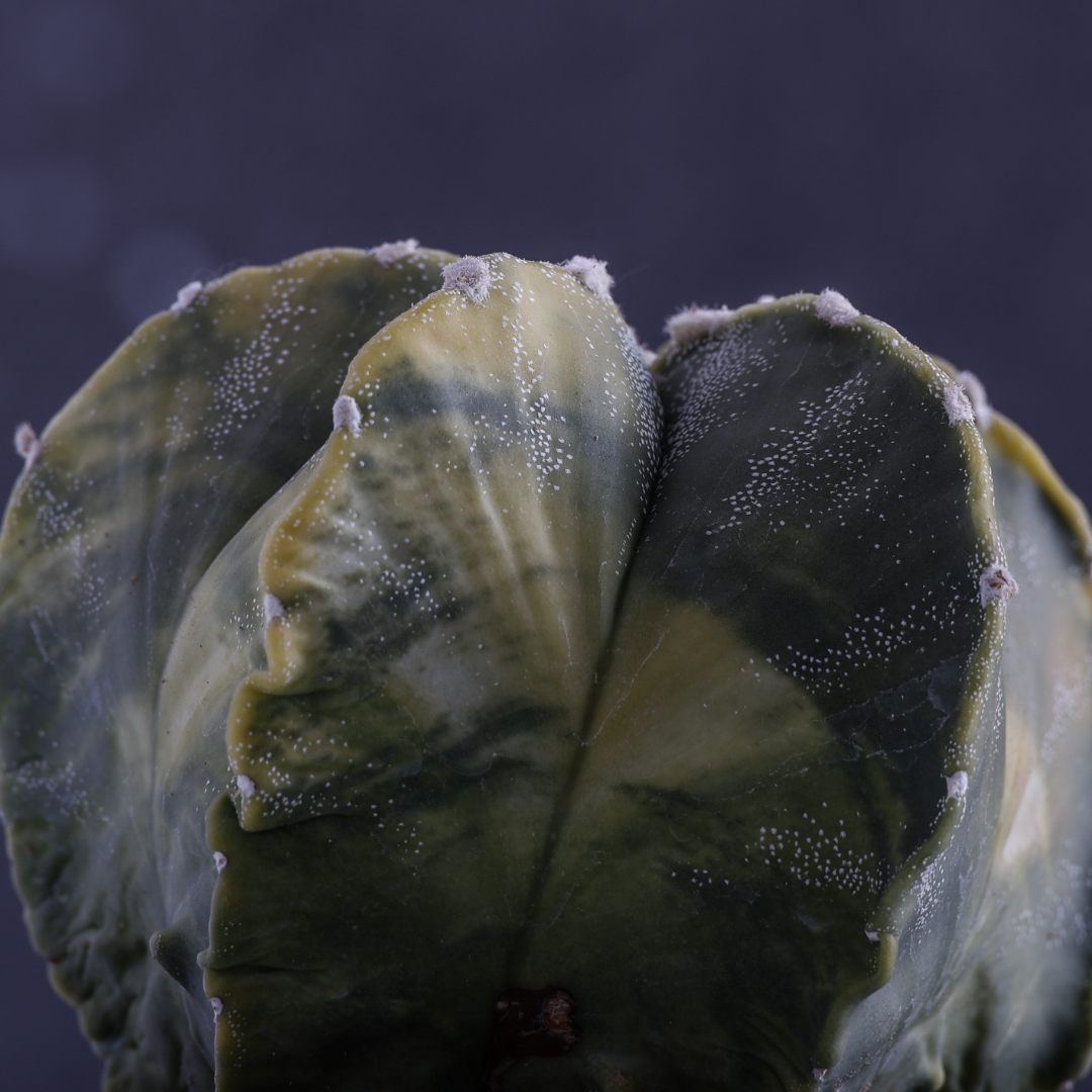 Astrophytum myriostigma nudum variegato Ø 10,5 cm