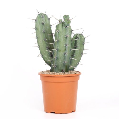 Myrtillocactus geometrizans Ø 17 cm