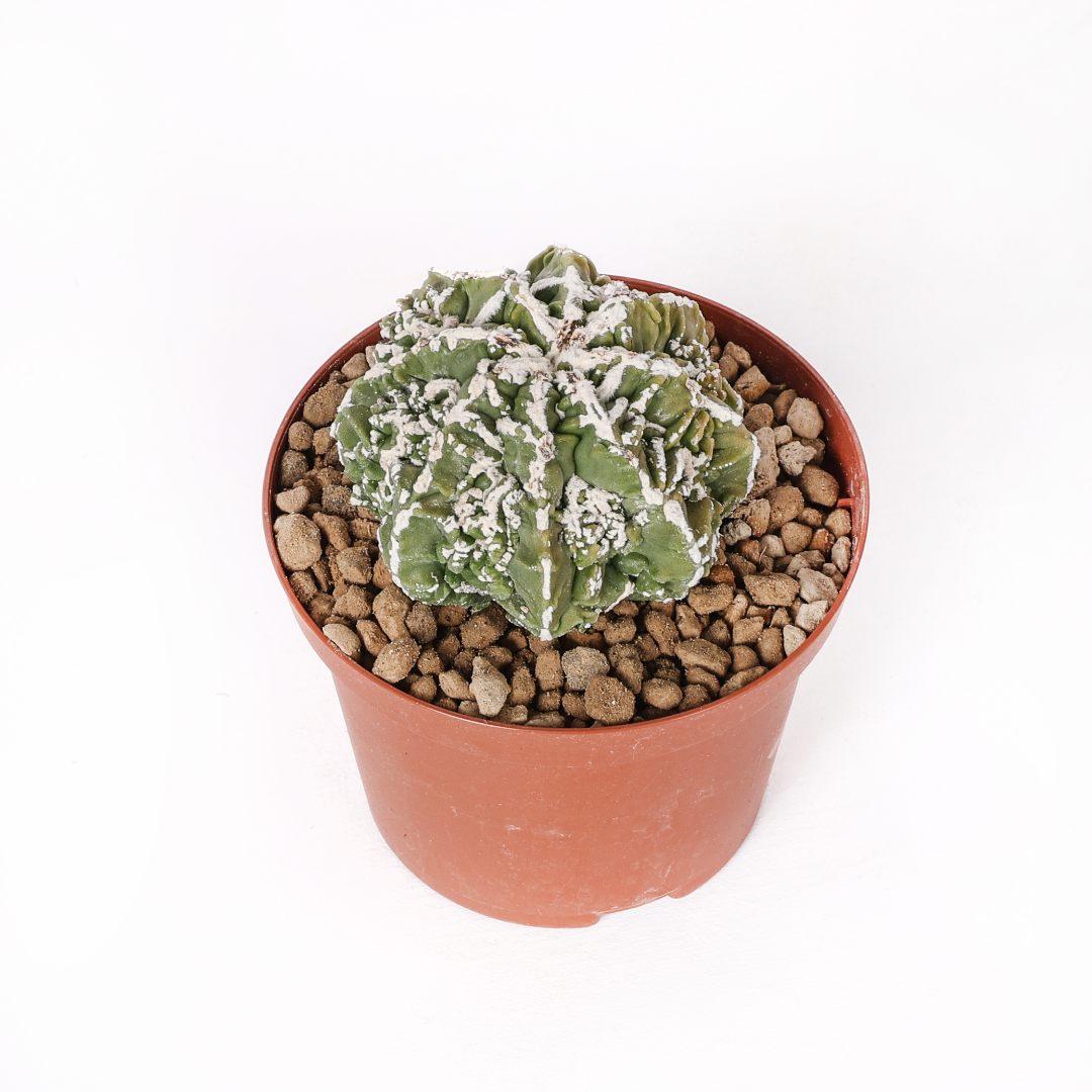 Astrophytum myriostigma Fukuryu Haku-Jo Ø 10,5 cm
