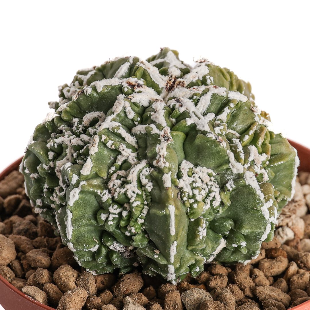 Astrophytum myriostigma Fukuryu Haku-Jo Ø 10,5 cm