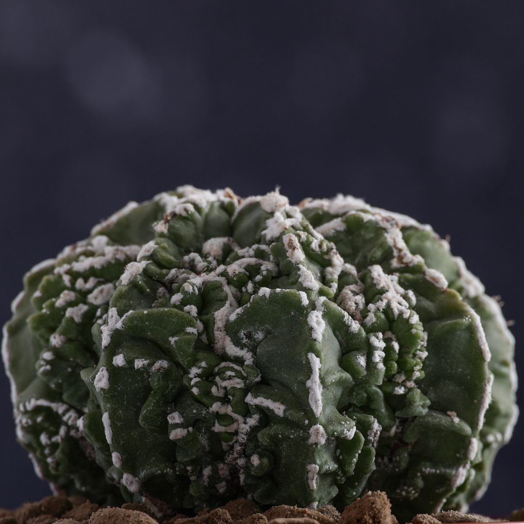 Astrophytum myriostigma Fukuryu Haku-Jo Ø 10,5 cm