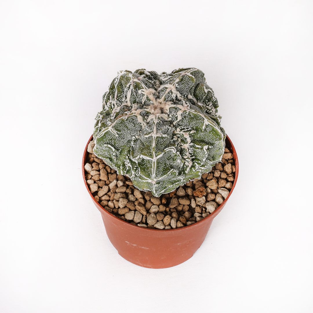 Astrophytum myriostigma Fukuryu Haku-Jo Ø 10,5 cm