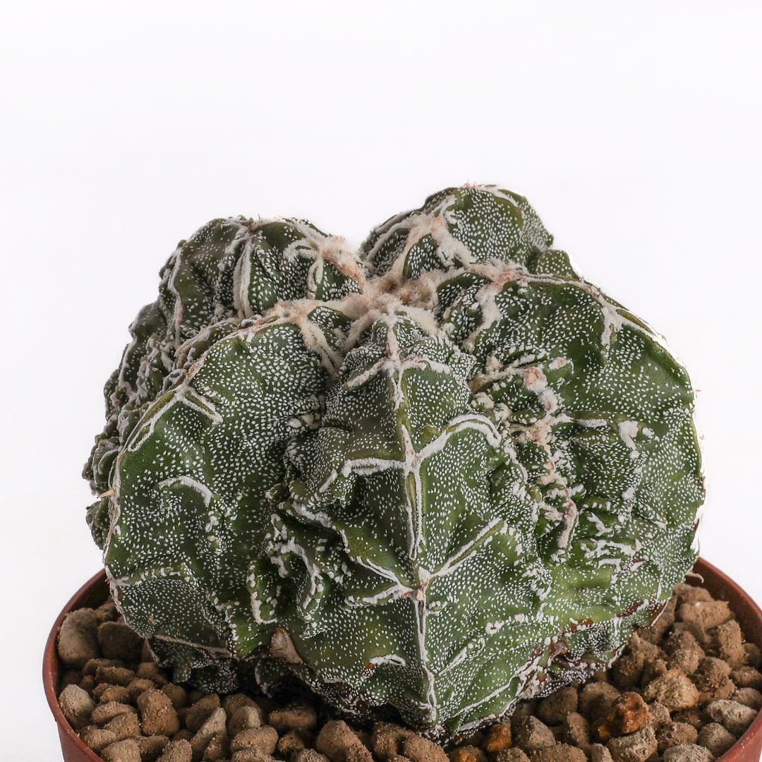 Astrophytum myriostigma Fukuryu Haku-Jo Ø 10,5 cm