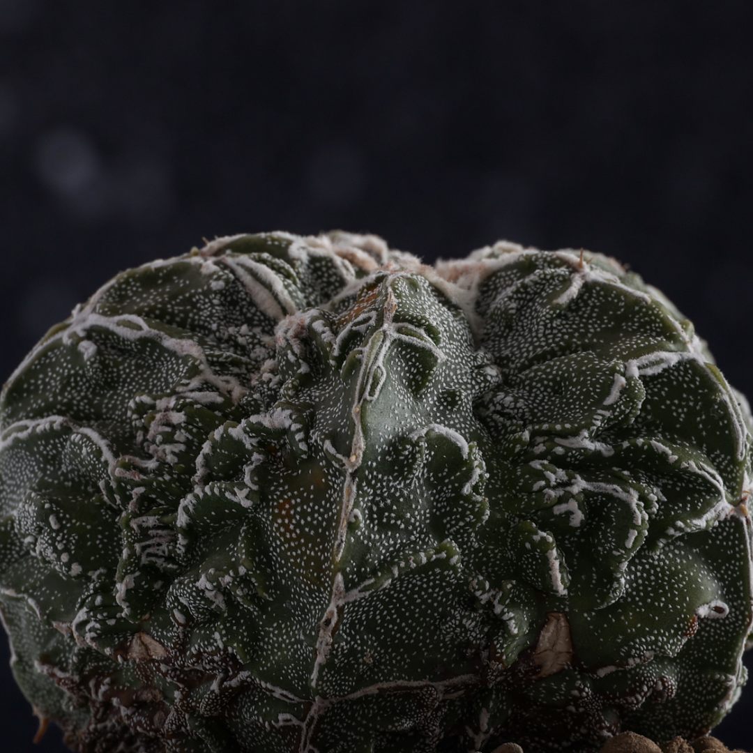 Astrophytum myriostigma Fukuryu Haku-Jo Ø 10,5 cm