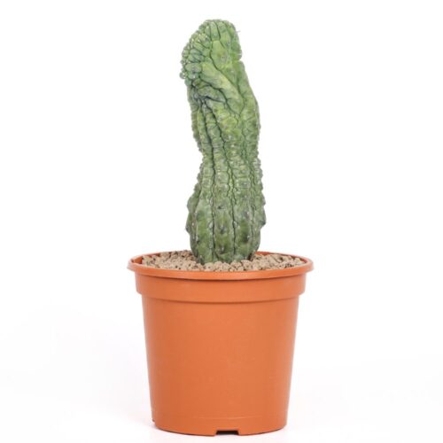 Myrtillocactus geometrizans 'Glorp' Ø 17 cm
