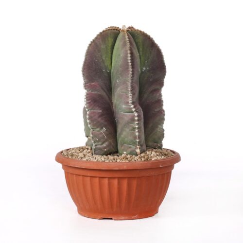 Astrophytum myriostigma nudum Ø 20 cm