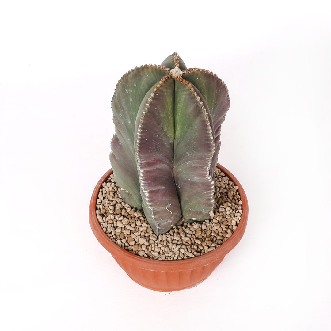 Astrophytum myriostigma nudum Ø 20 cm