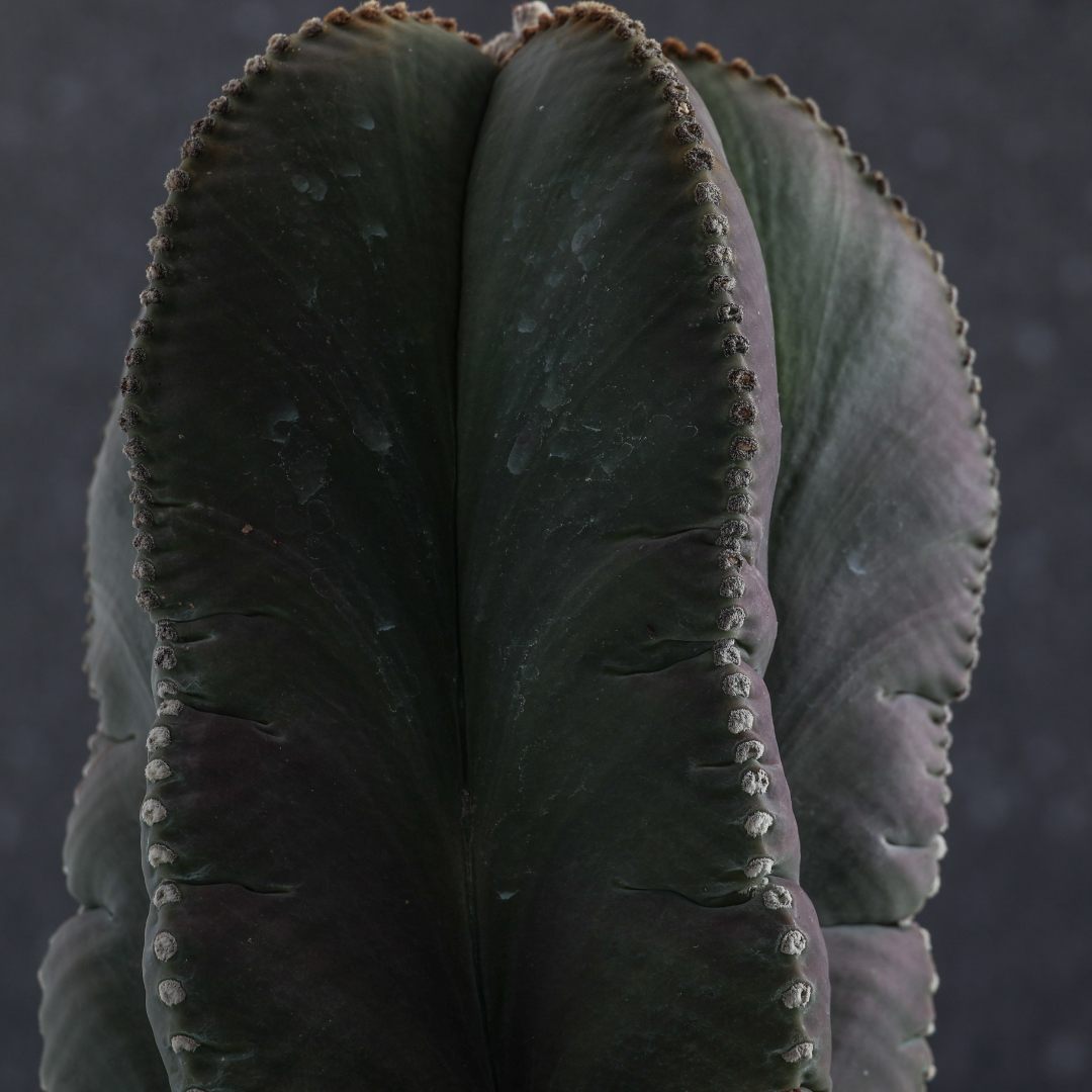 Astrophytum myriostigma nudum Ø 20 cm