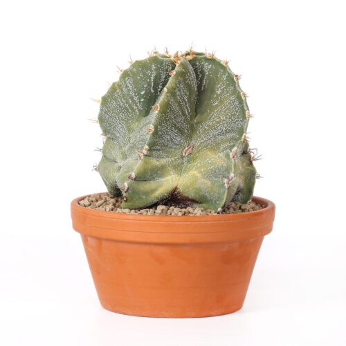 Astrophytum ornatum Ø 22 cm