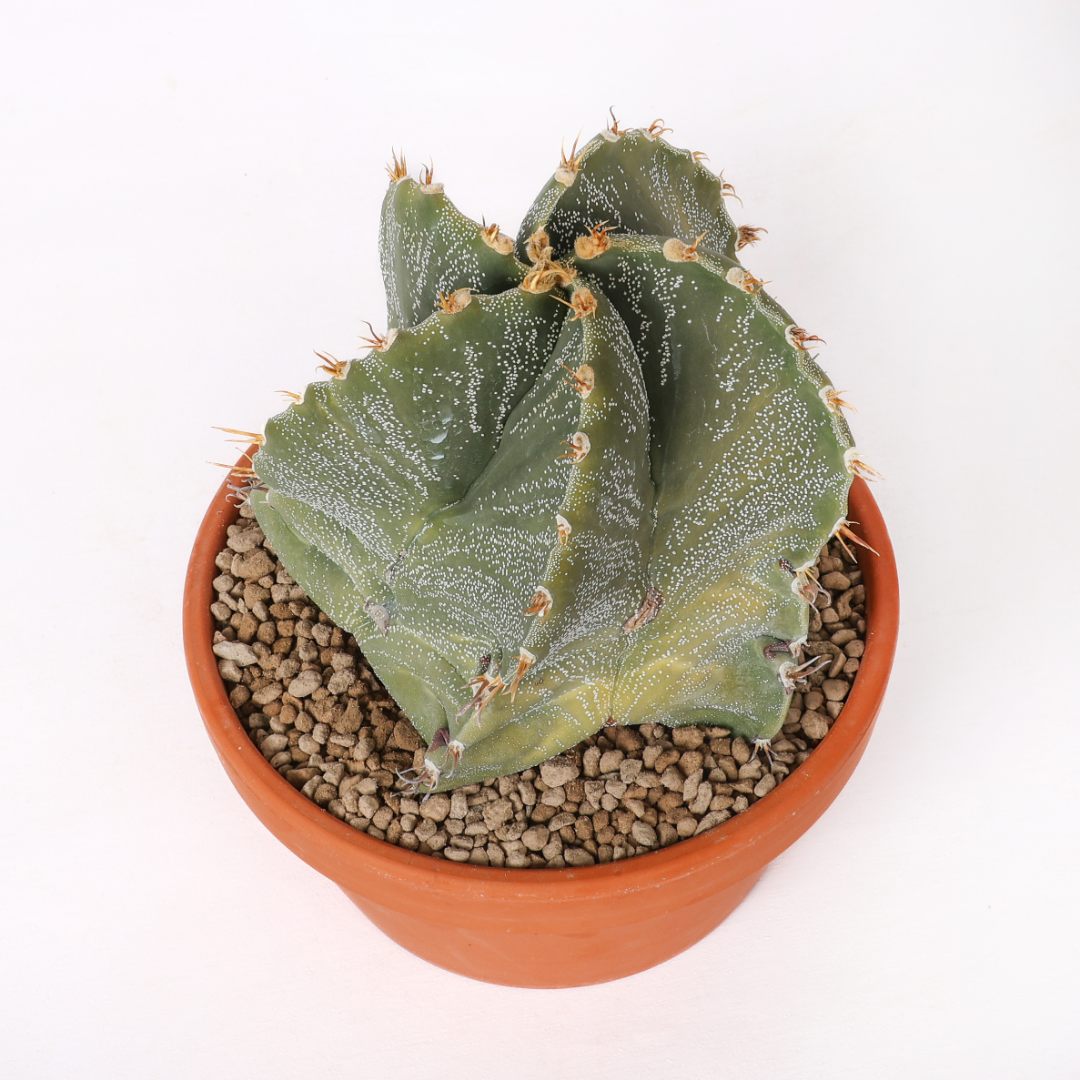 Astrophytum ornatum Ø 22 cm