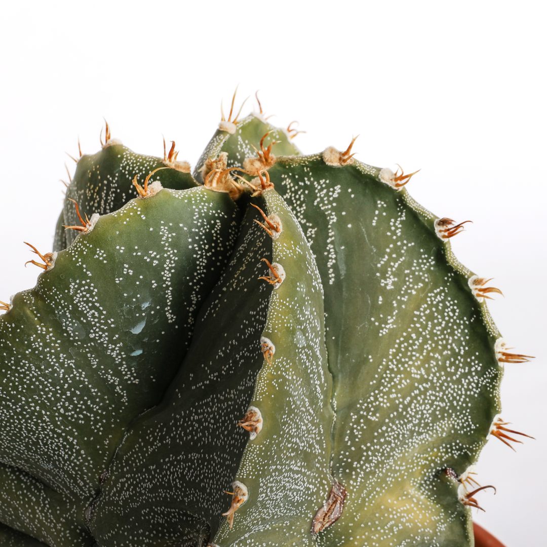 Astrophytum ornatum Ø 22 cm