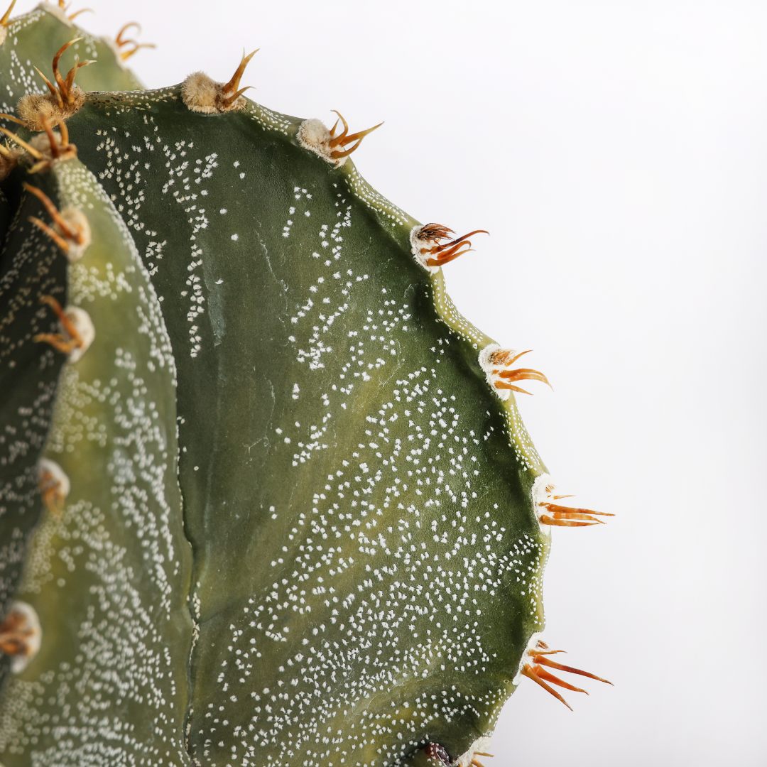 Astrophytum ornatum Ø 22 cm