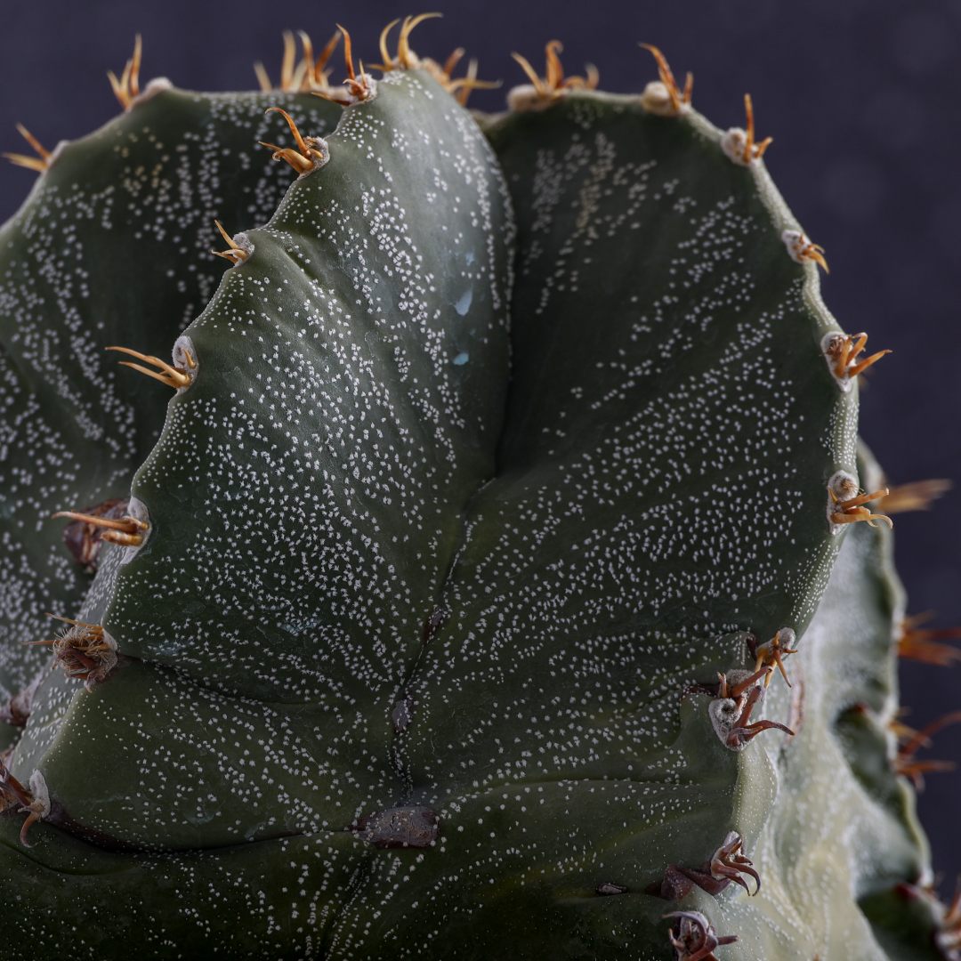 Astrophytum ornatum Ø 22 cm